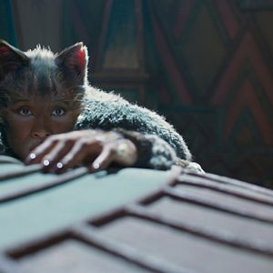 Photo Cats