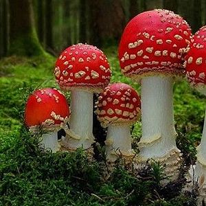 Photo Fantastic Fungi