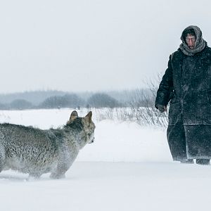 Photo L'Ombre de Staline