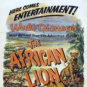 Photo Lions d'Afrique