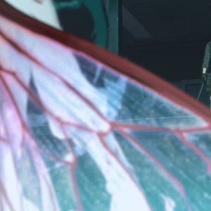 Photo Cagaster of an Insect Cage