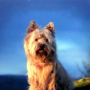 Photo The Adventures Of Greyfriars Bobby