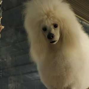 Photo Le Seul et unique Ivan