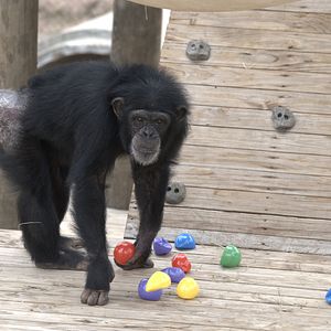 Photo Rencontre avec les chimpanzés