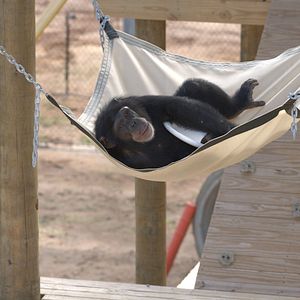 Photo Rencontre avec les chimpanzés