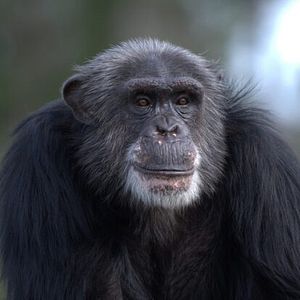 Photo Rencontre avec les chimpanzés