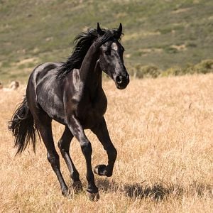 Photo Black Beauty