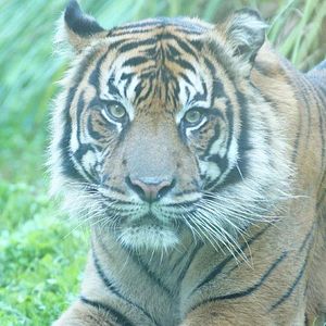 Photo Au cœur de Disney’s Animal Kingdom