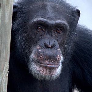 Photo Rencontre avec les chimpanzés