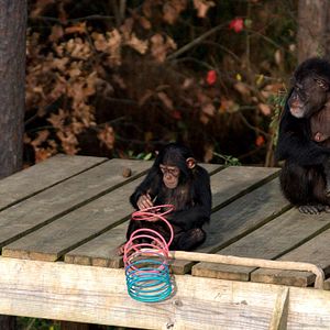 Photo Rencontre avec les chimpanzés