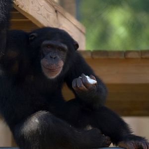 Photo Rencontre avec les chimpanzés