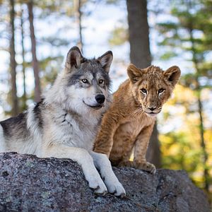 Photo Le Loup et le Lion