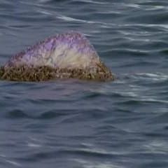 Photo Alerte à Malibu