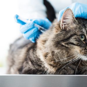 Photo Urgences Animales