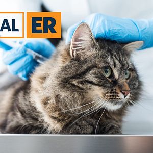 Photo Urgences Animales