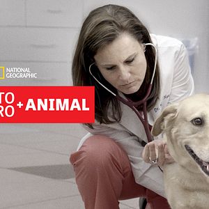 Photo Urgences Animales
