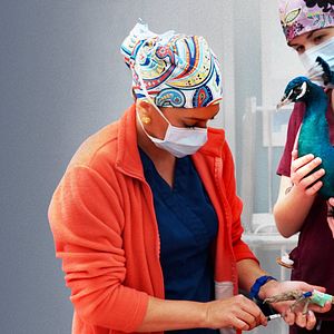 Photo Urgences Animales