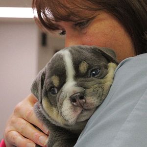 Photo Urgences Animales