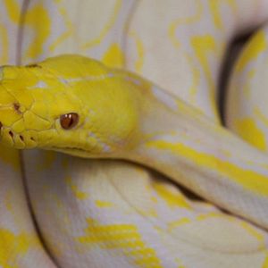 Photo Urgences Animales