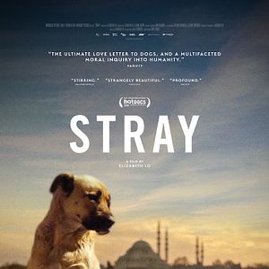 Photo Stray
