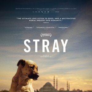 Photo Stray
