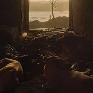 Photo Stray