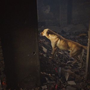 Photo Stray