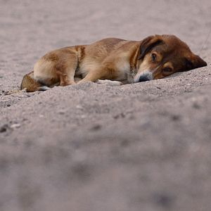 Photo Stray