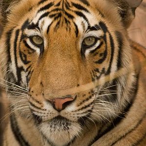 Photo Destination Wild : Inde à l'État Sauvage