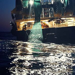 Photo Seaspiracy : La Pêche en Question