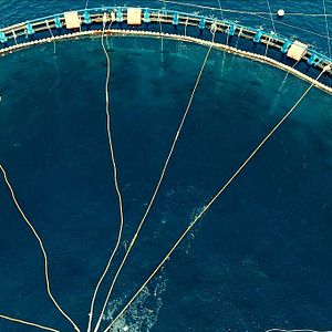 Photo Seaspiracy : La Pêche en Question