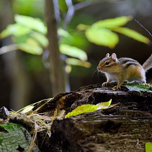 Photo Tiny World