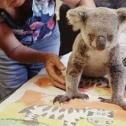 Photo Izzy et les koalas