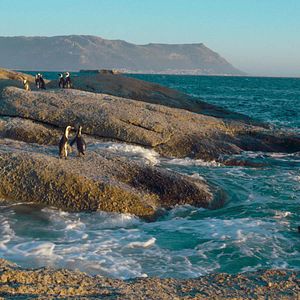 Photo Le Cap des manchots