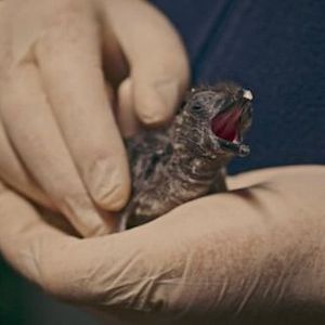 Photo Le Cap des manchots