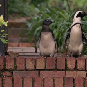 Photo Le Cap des manchots