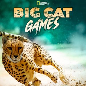 Photo Jeux des gros chats