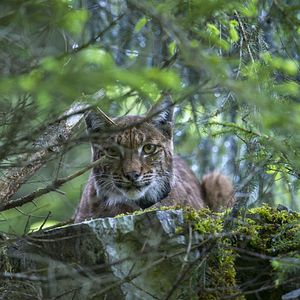 Photo Lynx