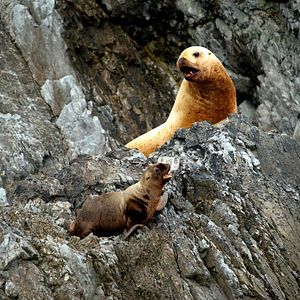 Photo Grandir dans le monde animal