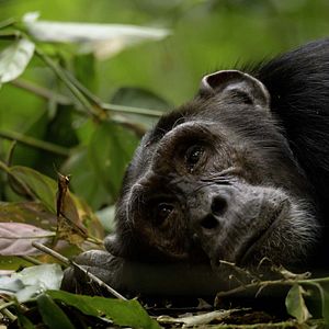 Photo Grandir dans le monde animal