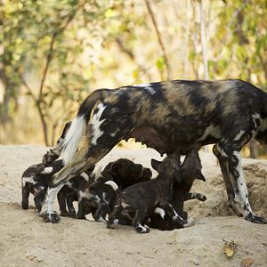 Photo Grandir dans le monde animal