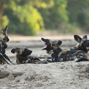 Photo Grandir dans le monde animal