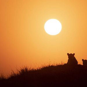 Photo Grandir dans le monde animal