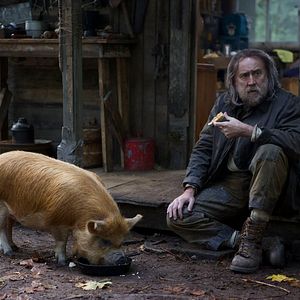 Photo Pig