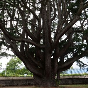 Photo La Puissance de l’arbre avec Ernst Zürcher
