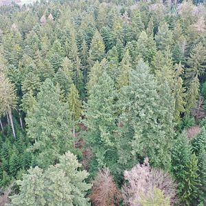 Photo La Puissance de l’arbre avec Ernst Zürcher