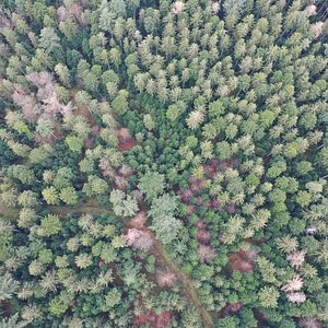 Photo La Puissance de l’arbre avec Ernst Zürcher