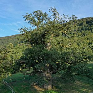 Photo La Puissance de l’arbre avec Ernst Zürcher