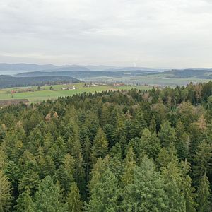 Photo La Puissance de l’arbre avec Ernst Zürcher