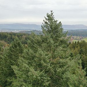 Photo La Puissance de l’arbre avec Ernst Zürcher